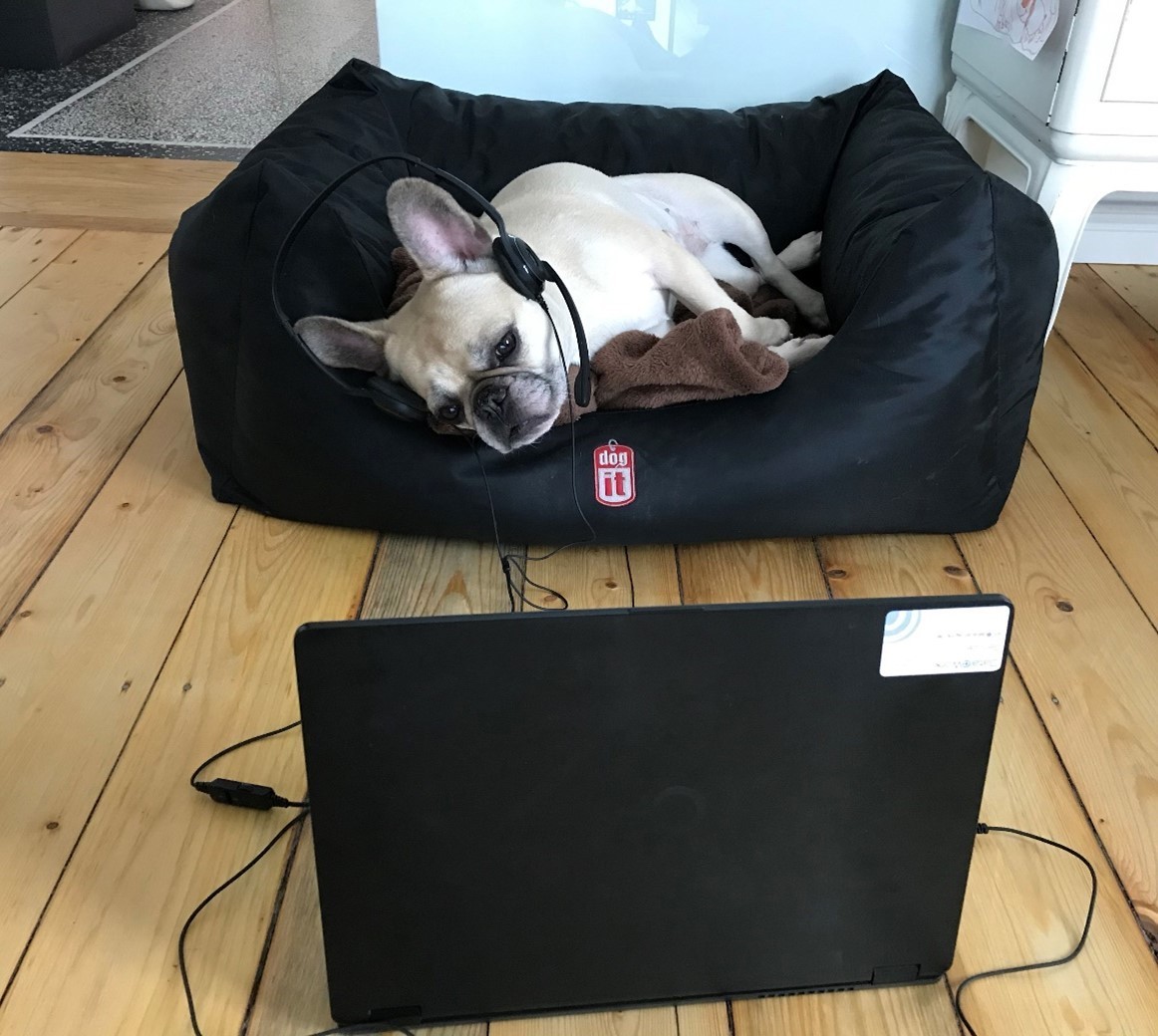 Hund Online Meeting hybrides Arbeiten